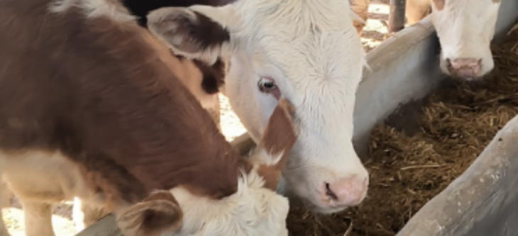 凯时尊龙人生就是博·Z6(中国)首页官网